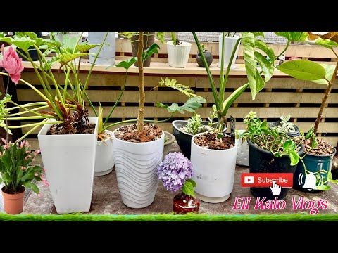 Sa Aking Garden Ganda Ng Bulaklak [ Eli Kato Vlogs] #garden #flowers