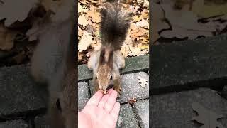 Белка в лесу !🐿️