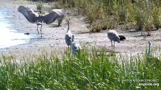 Mississippi River Flyway Cam. Cranes chasing off cranes then they preen - explore.org 09-26-2021