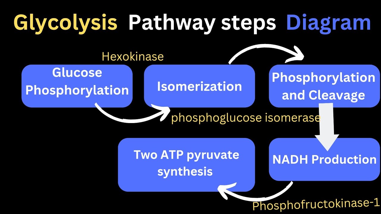 Glycolysis pathway steps products diagram #glycolysis #respiration # ...