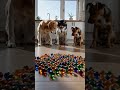 Did they really just eat a marble? #dog #funny #scary