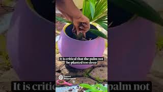 The Evergreen Windmill Palm Music Is For Entertainment No Copyright Violation Intended