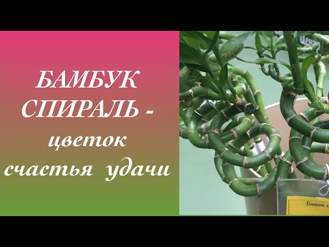 Бамбук Спиральный Драцена Сандеро