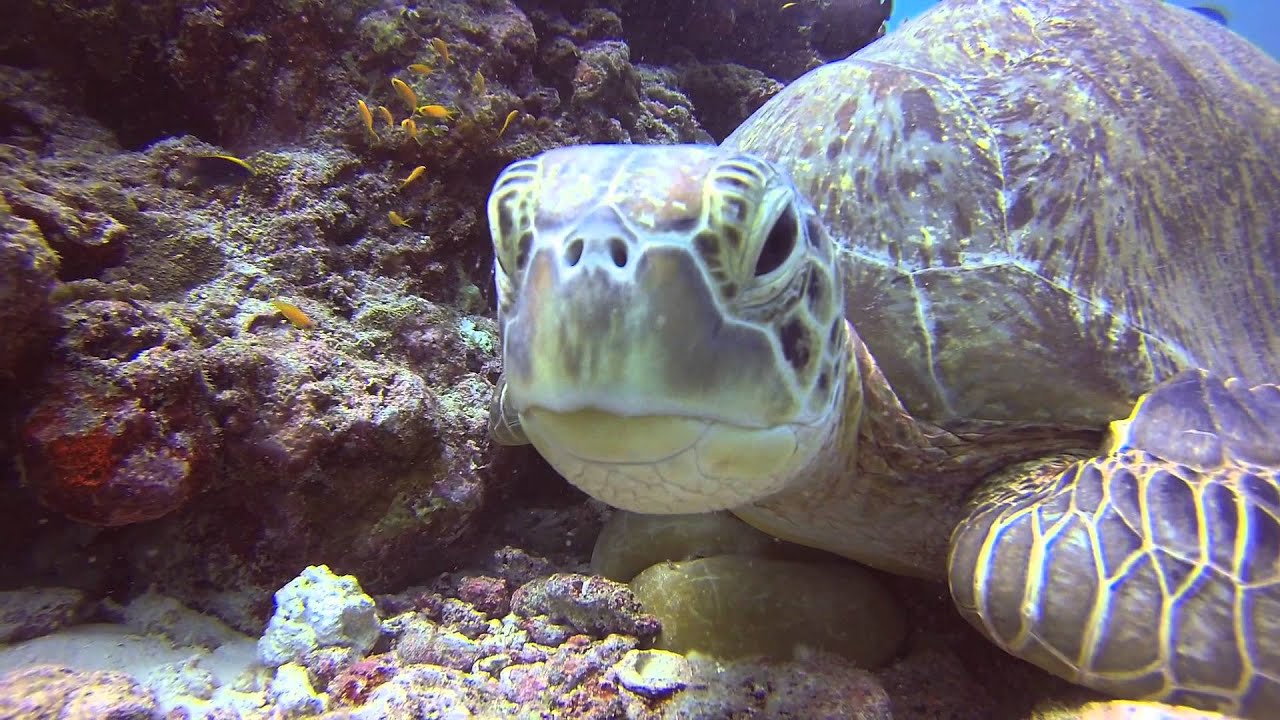 GoPro HD Hero3 - Diving (04) - Marvin - Kuredu (Maldives) - 28-08-2013