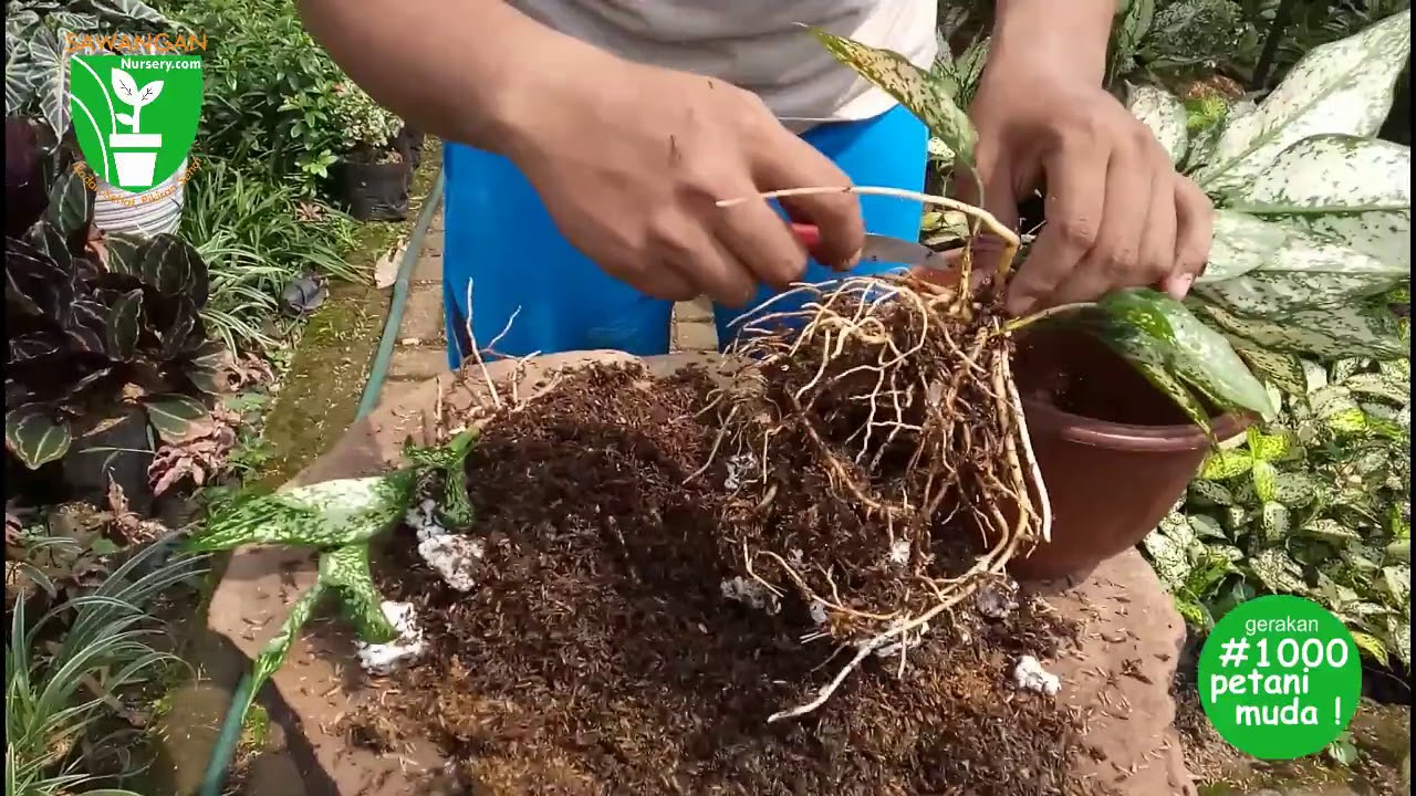 Featured image of post Bonggol Aglonema Kami menyediakan bonggol aglonema pictum sehat dan berakar