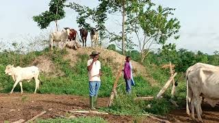 How a Chartered Accountant in Ghana is making Cattle farming attractive to the youth and the elite.