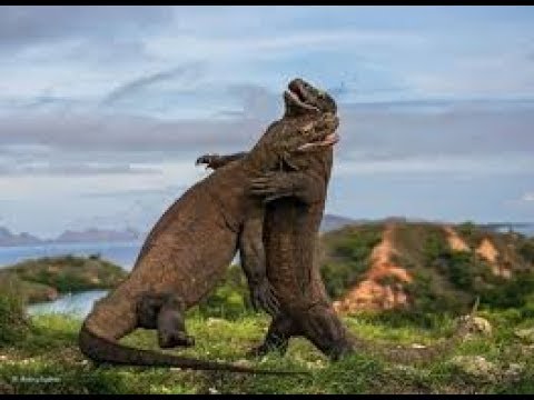 NatGeo Wild - Wild Indonesia -Secret Komodo Dragon