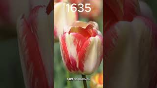 Как тюльпан может стать причиной кризиса? Рост цен в 100 раз #экономика #финансы #цены #инфляция