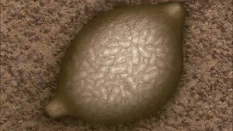 Beet Cyst Nematode Preview Clip