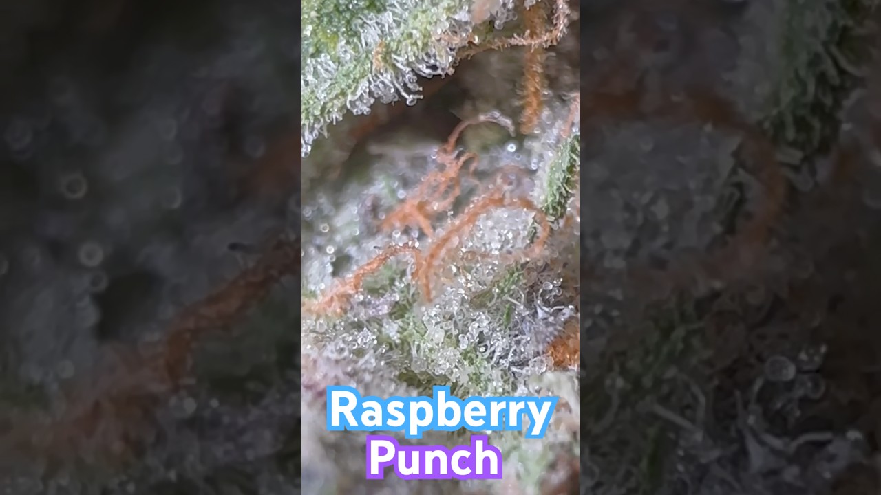 Raspberry Punch Strain Review “short” 