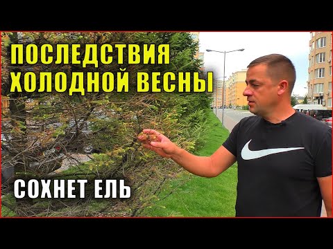 Ель сохнет, что делать? Шютте ели обыкновенной. Болезни ели.