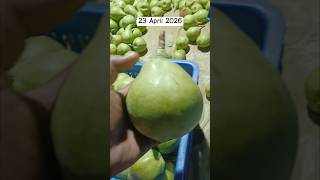 living in manali : || pear farming || Day 78/100 #manali #dailyvlog #viral #shorts