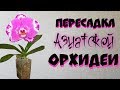 Пересадка орхидеи фаленопсис | Change of an orchid  | пересадка Азиатской орхидеи