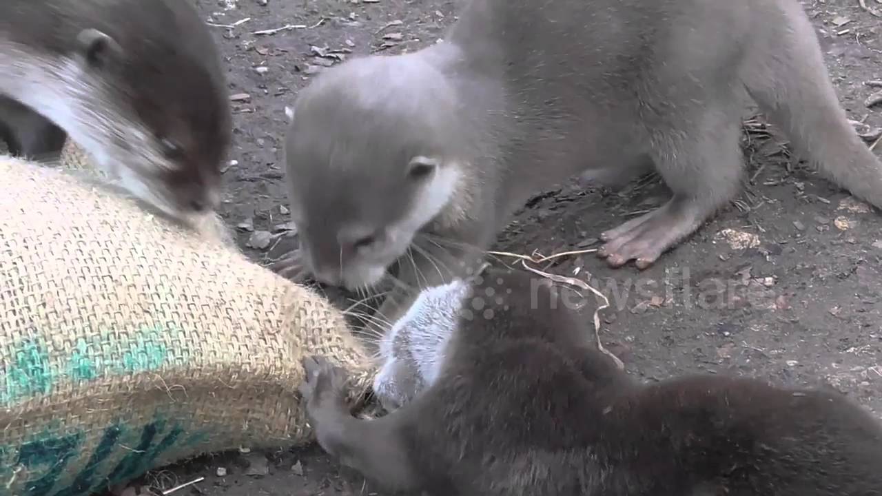Otterly Cute Baby Otters - YouTube