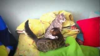 Кошка сосет грудь мамы / Cat suckles Кошка сосет грудь мамы / Cat suckles