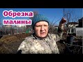 Не делайте весеннюю обрезку малины, пока не посмотрите этот ролик