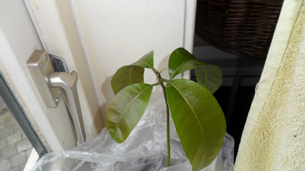 How to grow a Mango Tree from a Mango! / Hoe kweek je een Mangoboom uit ...