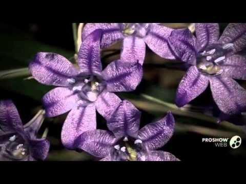 Video: Informacije o rastlini Triteleia: Kako gojiti trojno lilijo