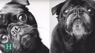 Details Dogs' Side-By-Side Portraits Guide