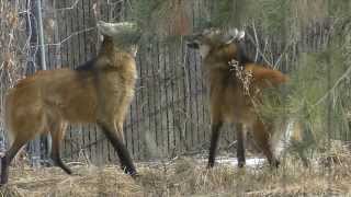 Latest Clips From Aliasanimo Uploads - 5