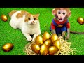 🐵Smart Bi Bon harvests golden eggs and boils them to eat with Cheese cats | Animal HT Monkey Baby