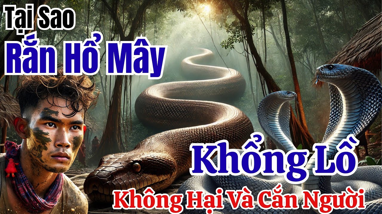 TẠI SAO RẮN HỔ MÂY KHỔNG LỒ LẠI XUẤT HIỆN Ở THẤT SƠN BẢY NÚI ?
