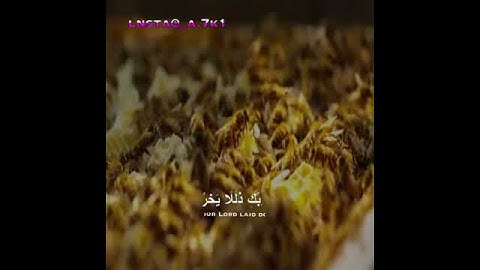 واوحى ربك إلى النحل القارئ عبدالله الموسى حاله واتس اب روووعه