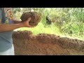 BUILDING A COB CHICKEN COOP BUILDING A COB CHICKEN COOP
