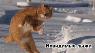 Забавные, смешные котята! Забавные, смешные котята!