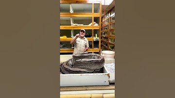 Wow epic momma python  had no idea I’m trying to get her eggs in a safe incubator #wow #snake #mom