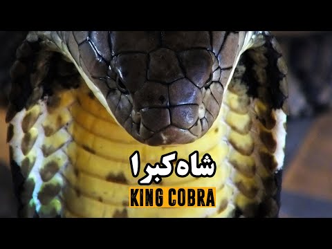 شاه کبرا بزرگترین مار سمی جهان فیلم مستند کوتاه King Cobra The World S Largest Venomous Snake 