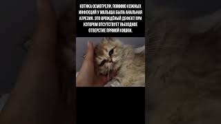 Трогательная история одного брошенного котика #shorts