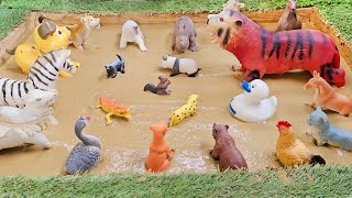 Exploring the Best Methods to Save Wild and Zoo Animals from Muddy Conditions Wealth