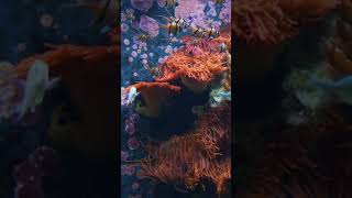 Aquarium 4K Live Wallpapers