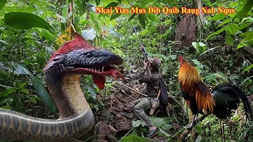 Yawg nkaj yias mus dib qaib qub tuaj nab raug nab nqos | qub xwm txheej |