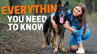 9 Things you MUST Know before getting a German Shepherd