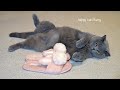 Прикольные моменты британского кота /Funny moments of a british cat