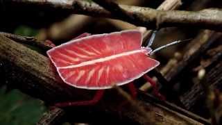 Giant shield bug nymph
