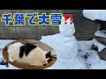 猫たちもびっくり！千葉で大雪！