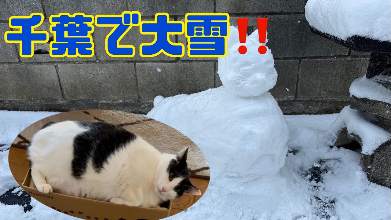 猫たちもびっくり！千葉で大雪！