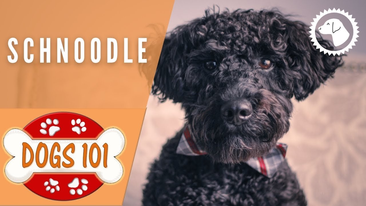 miniature poodle dogs 101