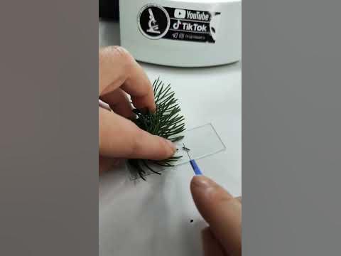 ИГОЛКА СОСНЫ ПОД МИКРОСКОПОМ - YouTube