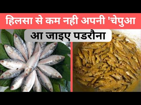 Chepua Fish के हैं शौकीन तो आइए यूपी के पडरौना। INDIA ADDA - YouTube