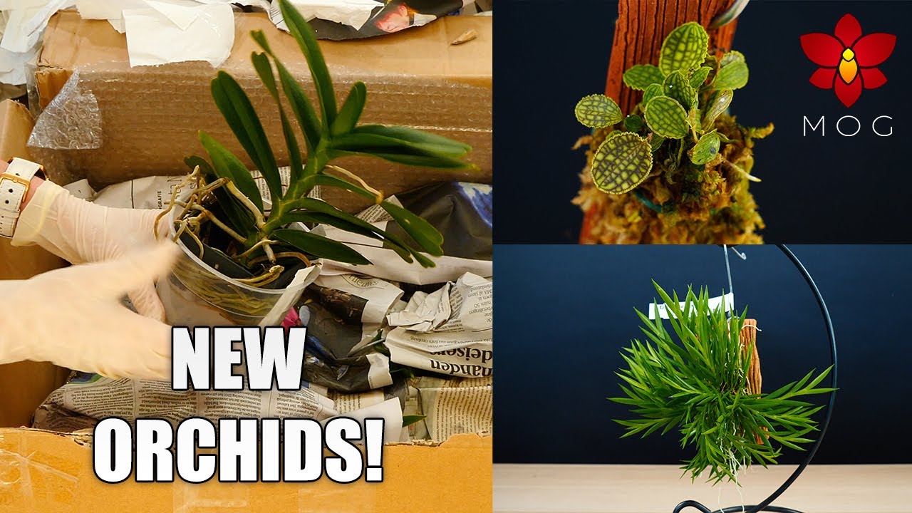 Orchid Haul and Mail Time! - More new and exciting Species to discover 🥰