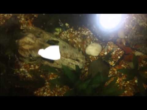 indoor pond build Featuring a 55 Gallon Indoor Goldfish Pond
