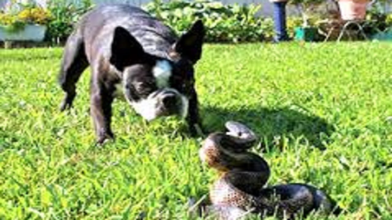 Dog vs snake. Rottweiler, dachshund, german shepherd vs snake. Anaconda