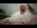 朝目覚めたら可愛い猫が隣にいるほのぼの動画。平日の朝は忙しい