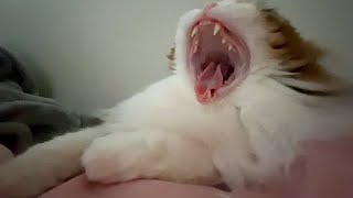 朝目覚めたら可愛い猫が隣にいるほのぼの動画。平日の朝は忙しい