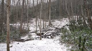 Snow at 4,600 Feet in the Smoky Mountains
