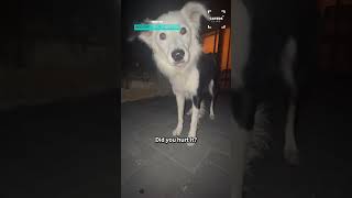 Dog Meets His First Frog #dog #dogs
